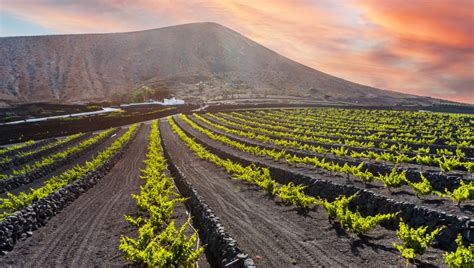 Lanzarote vineyards