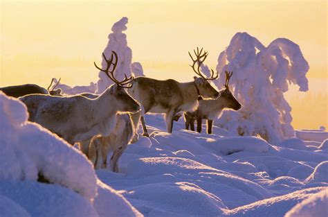 Lapland winter
