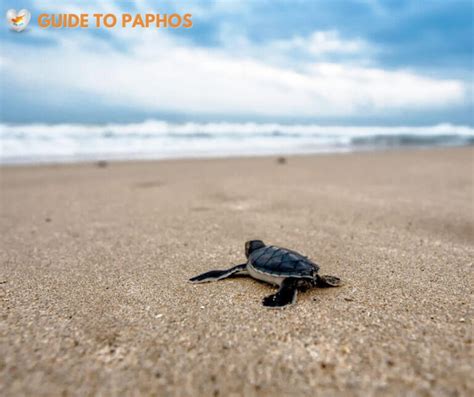 Lara Bay turtle conservation