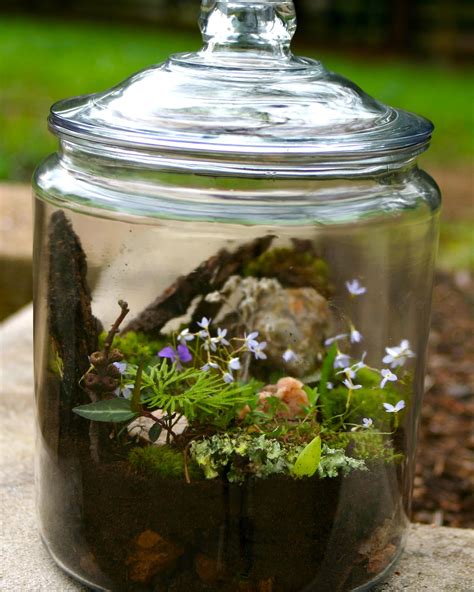 Large Glass Terrariums: Creating a Miniature Garden Oasis