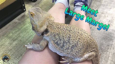 Large Bearded Dragon