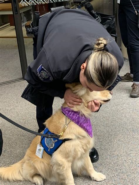 Understanding Large Human K 9 Dynamics