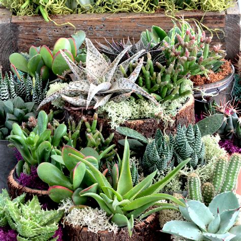 Large Succulent Garden Indoor