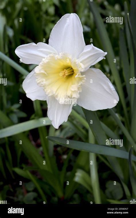 Large-Cupped Daffodils (Division 2)