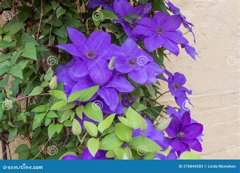 Large-Flowered Climbers