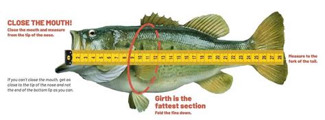 Largemouth Bass Size Chart
