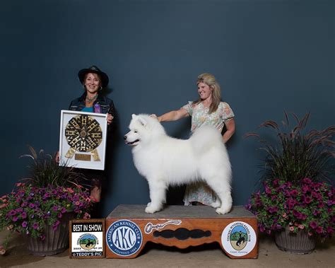 10+ Of The World's Largest Dog Breeds in 2020 Great pyrenees dog