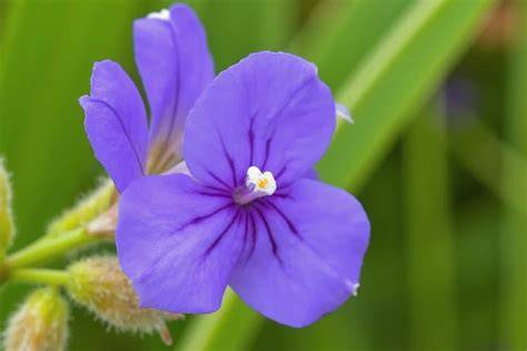 Larkspur's Colorful Language