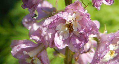 Larkspur's Delicate Charm