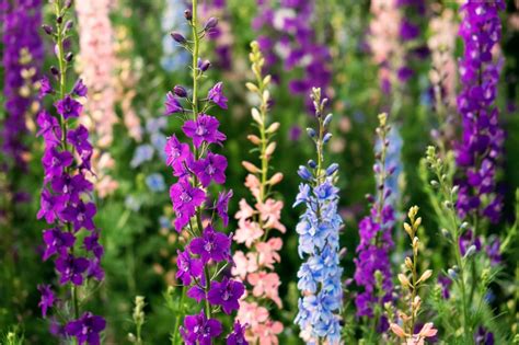 Larkspur Meaning