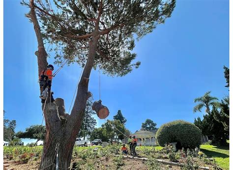 Larsen Landscape And Tree Service: Your Trusted Partner For All Your Landscape Needs