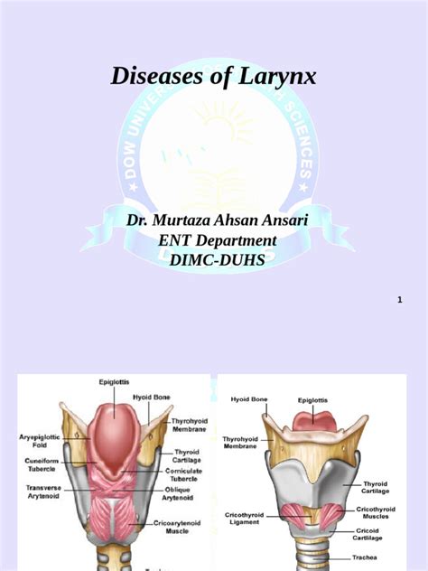 Larynx: Function, Diseases & Treatment Options