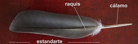 Las Partes De Una Pluma