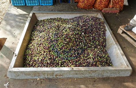 Lasithi Olive Oil Factory