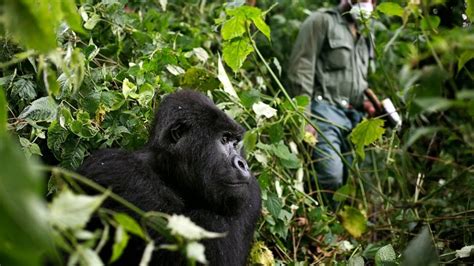 Last day in Bwindi