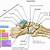 Lateral Foot Bone Anatomy