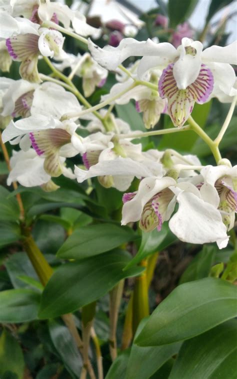 Latouria Type Dendrobiums