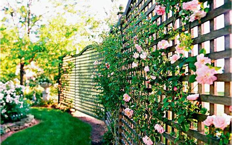 Lattice Fence Vines Privacy: An In-Depth Guide