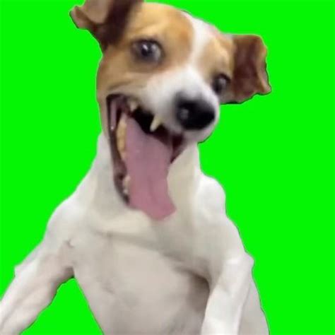 Laughing Dog Meme