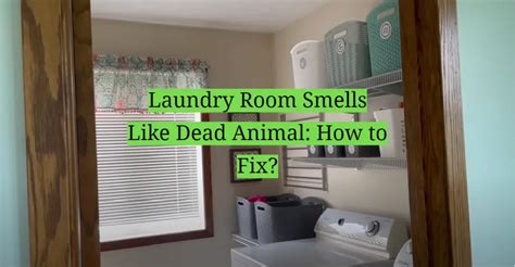 7 Effective Ways to Get Rid of the Lingering Dead Animal Smell in Your Laundry Room