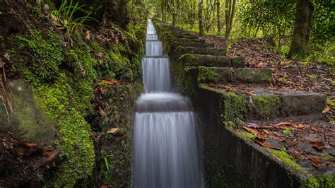 Laurissilva Forest Madeira