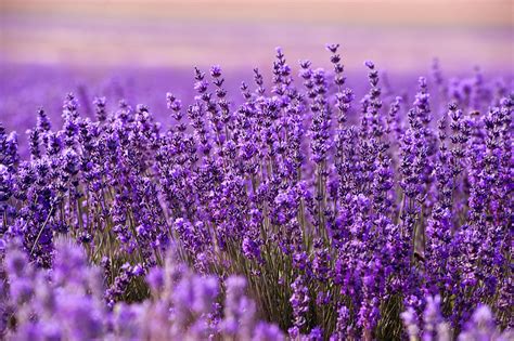 Lavander