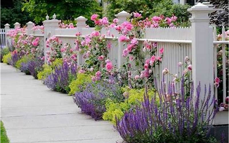 Lavender For Privacy Fence: A Beautiful And Effective Solution