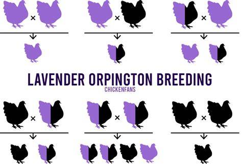 Lavender Breeding Chart