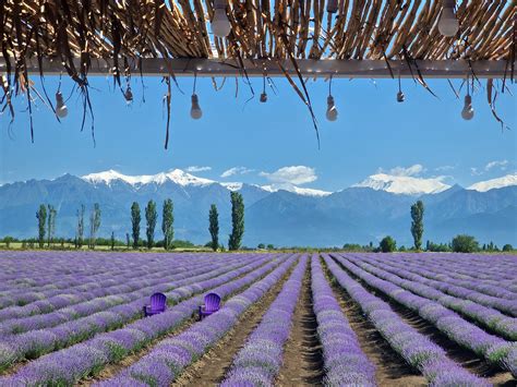 Lavender Fields Gabala