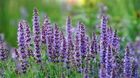 Lavender Looking Plant