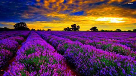 Lavender field sunset