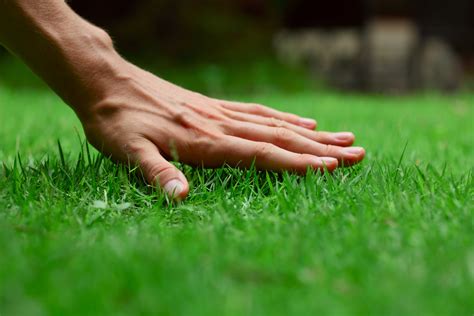 eco-friendly lawn care