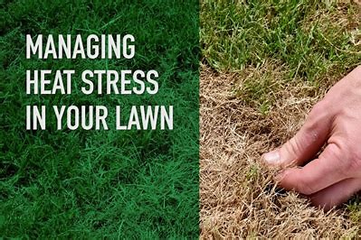 Lawn Care Stress Relief