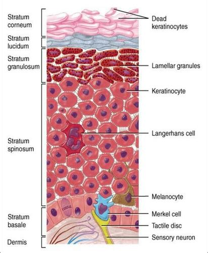 Discover the Absence of Translucent Cell Layer in Thin Skin