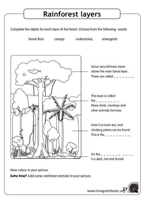 Layers Of The Rainforest Worksheet