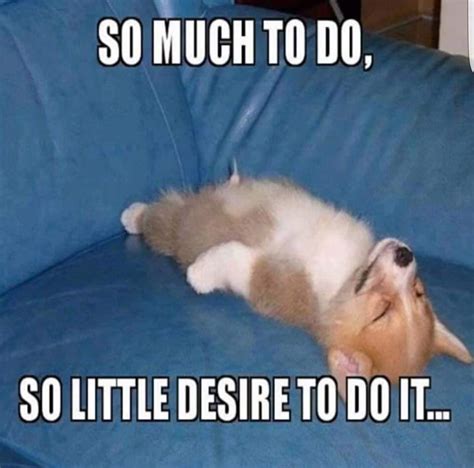Lazy Dog Meme