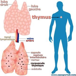 Le Thymus