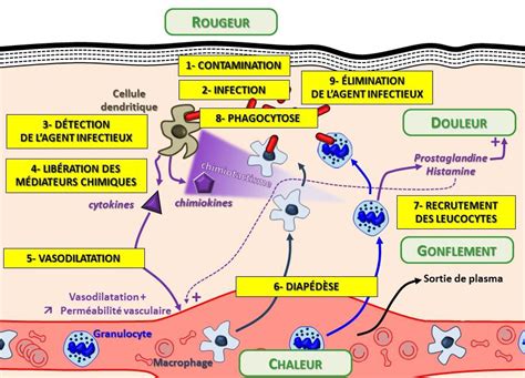 Le processus inflammatoire