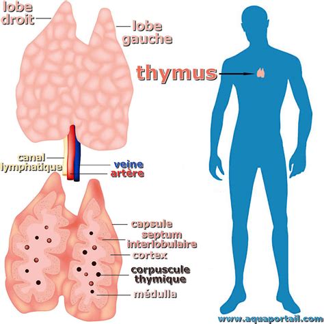 Le thymus