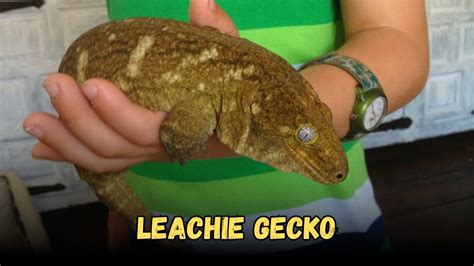 Leachie Gecko Diet