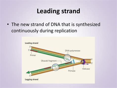 Unraveling the Code of DNA Replication: Decoding the Brilliance of Leading Strand Biology