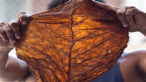Leaf Blunt For Weed