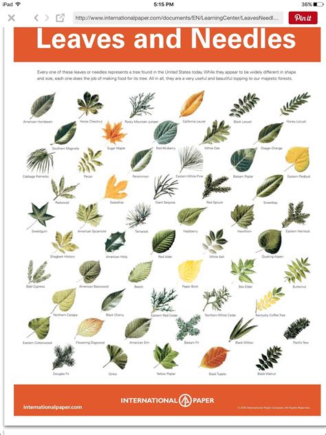 Leaf Identification Chart Printable
