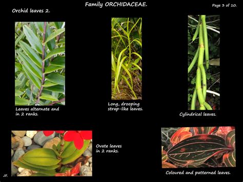 Leaf Types Of Orchids