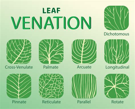 Leaf Venation Patterns