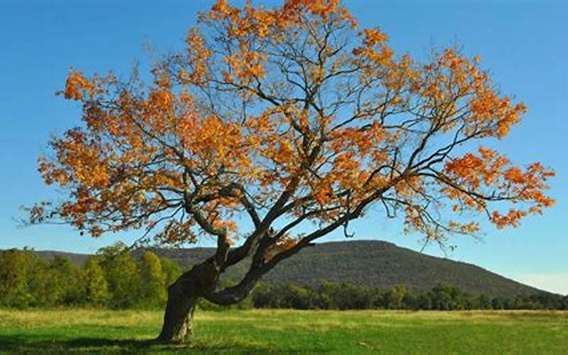 Leaning Tree