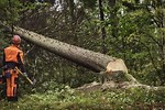 Leaning Tree Felling Techniques