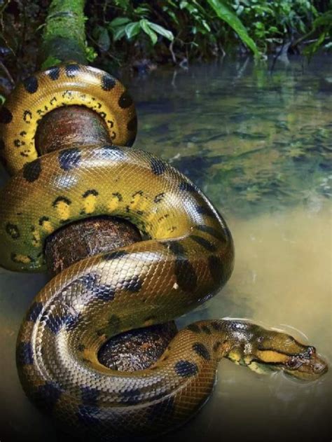 Learn Fascinating Anaconda Facts While You Color