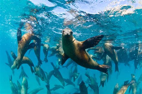Learn about Sea Lions