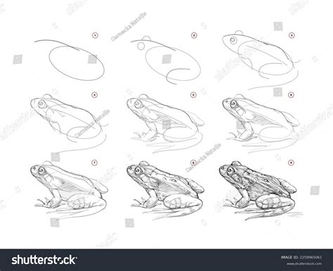 Learn to Draw Realistic Frogs Step by Step
